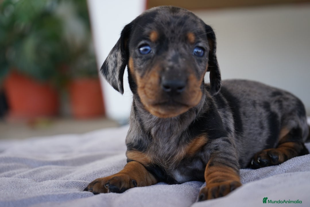 Teckel Miniatura perros en venta: 🐾 Florentina y Delfina – Teckel miniatura 🐾 - Imagen 8