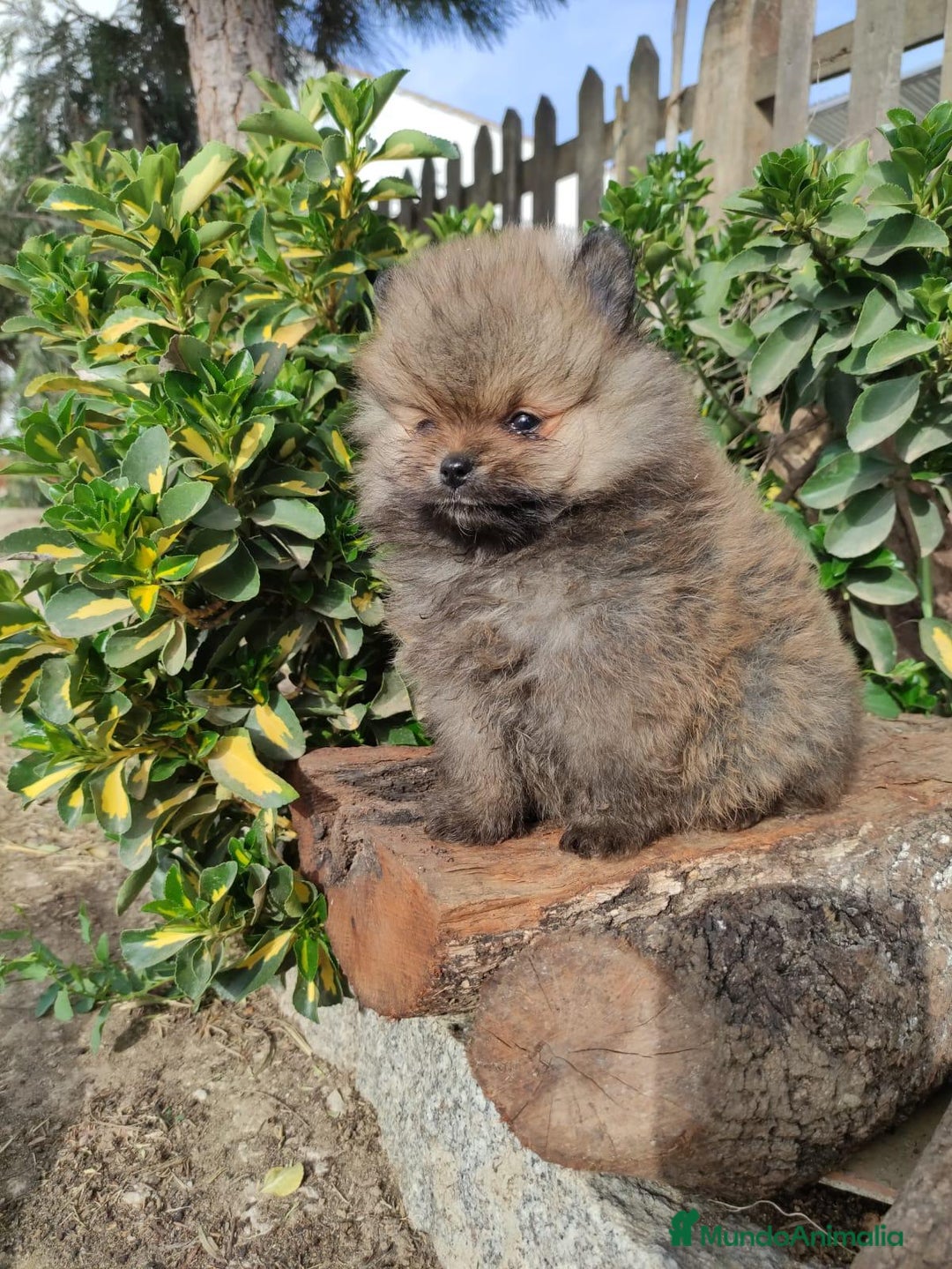 Pomerania perros en venta: Lindo bebé de Pomerania Toy - Imagen 3
