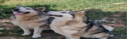 Alaskan Malamute perros en venta: Alaskan Malamute hembras - Anuncio 1