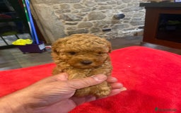 Caniche Toy perros en venta: caniche hembra  disponible - Imagen 2