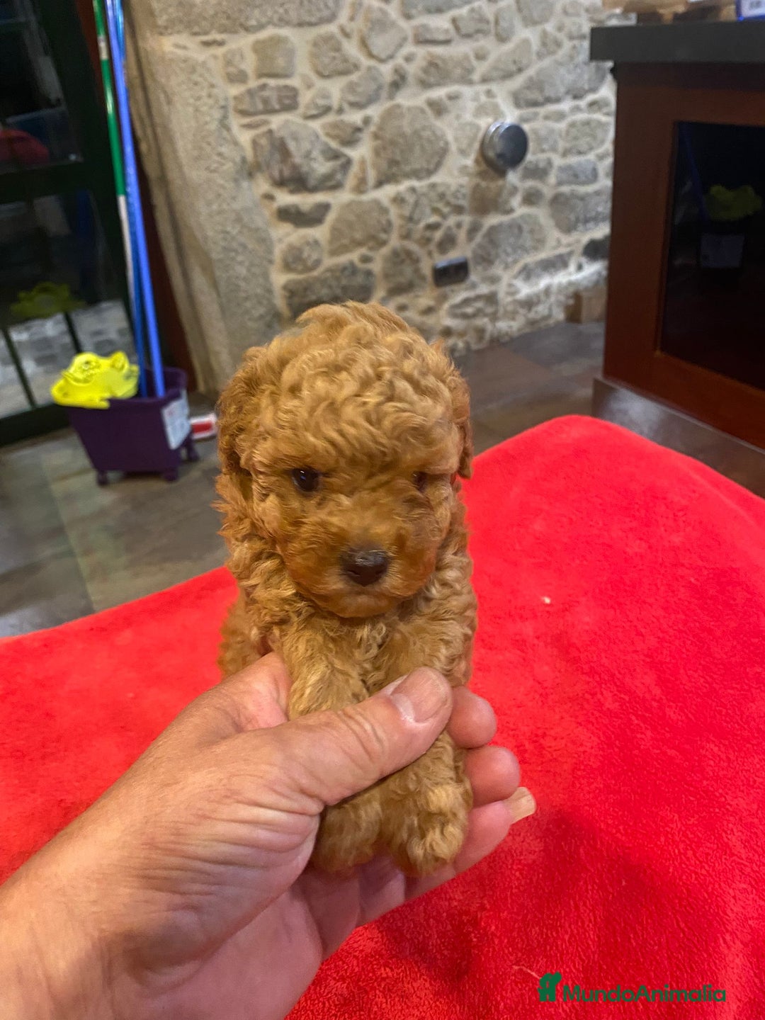 Caniche Toy perros en venta: caniche hembra  disponible - Imagen 2