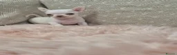 Chihuahua perros en venta: Chihuahuas - Anuncio 2