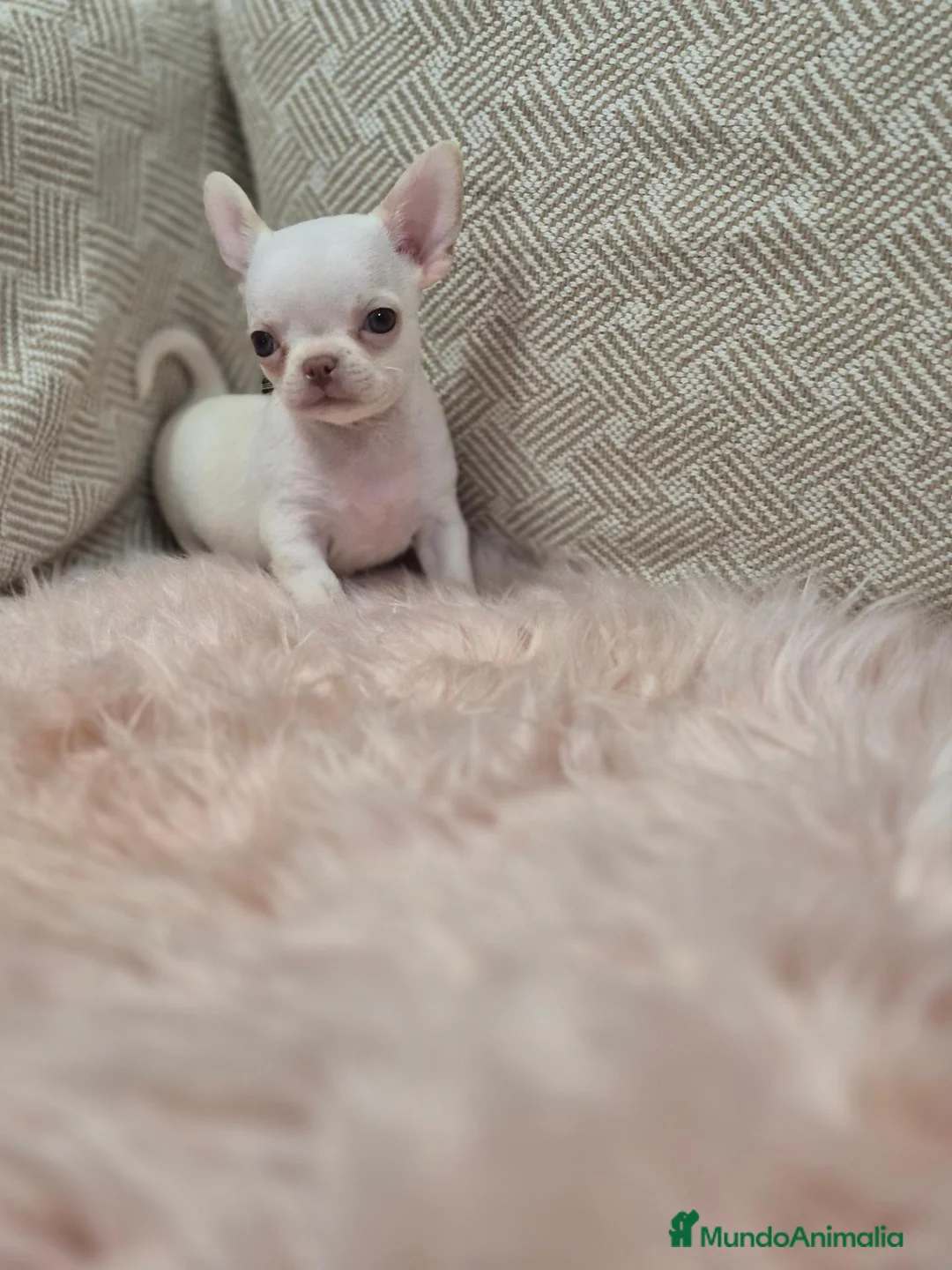 Chihuahua perros en venta: Chihuahuas - Anuncio 2