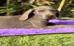 Weimaraner perros en venta: WEIMANARER DISPONIBLES - Anuncio 6