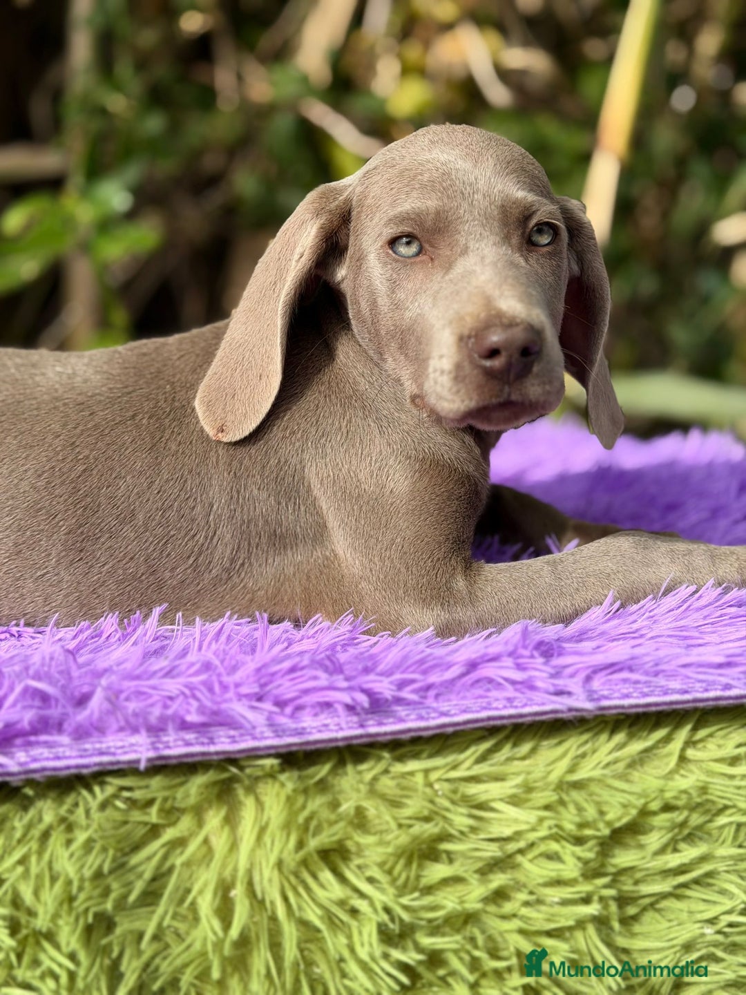 Weimaraner perros en venta: WEIMANARER DISPONIBLES - Anuncio 6