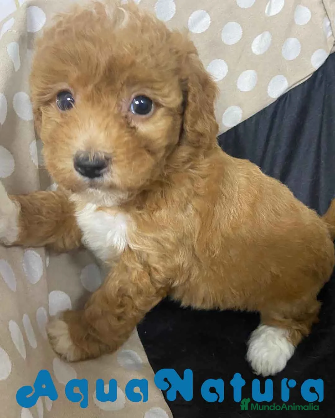 Havapoo perros en venta: Havapoo Hembra 3 de Locaty y Can AQUANATURA - Anuncio 1