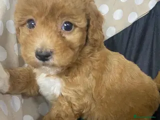 Havapoo perros Havapoo Hembra 3 de Locaty y Can AQUANATURA - Anuncio 2