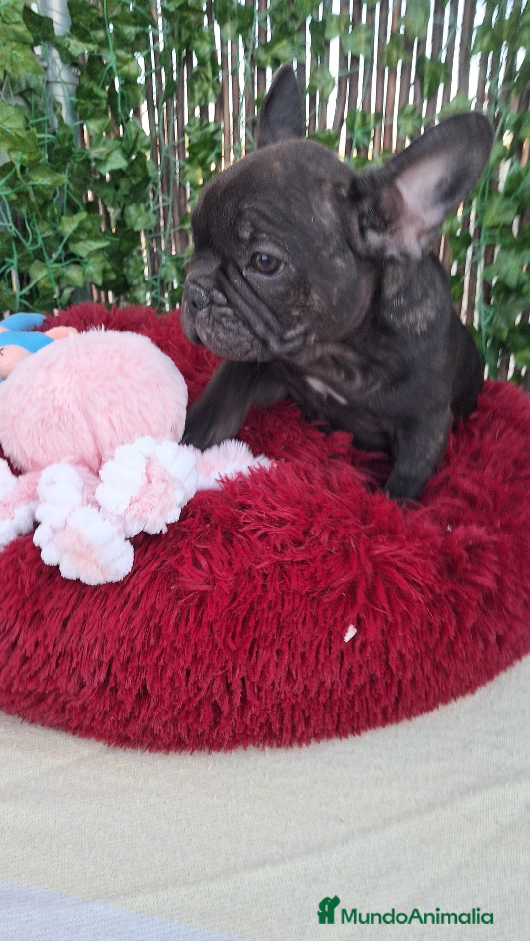 Bulldog Francés perros en venta: Bebés Bulldog Francés  - Imagen 1