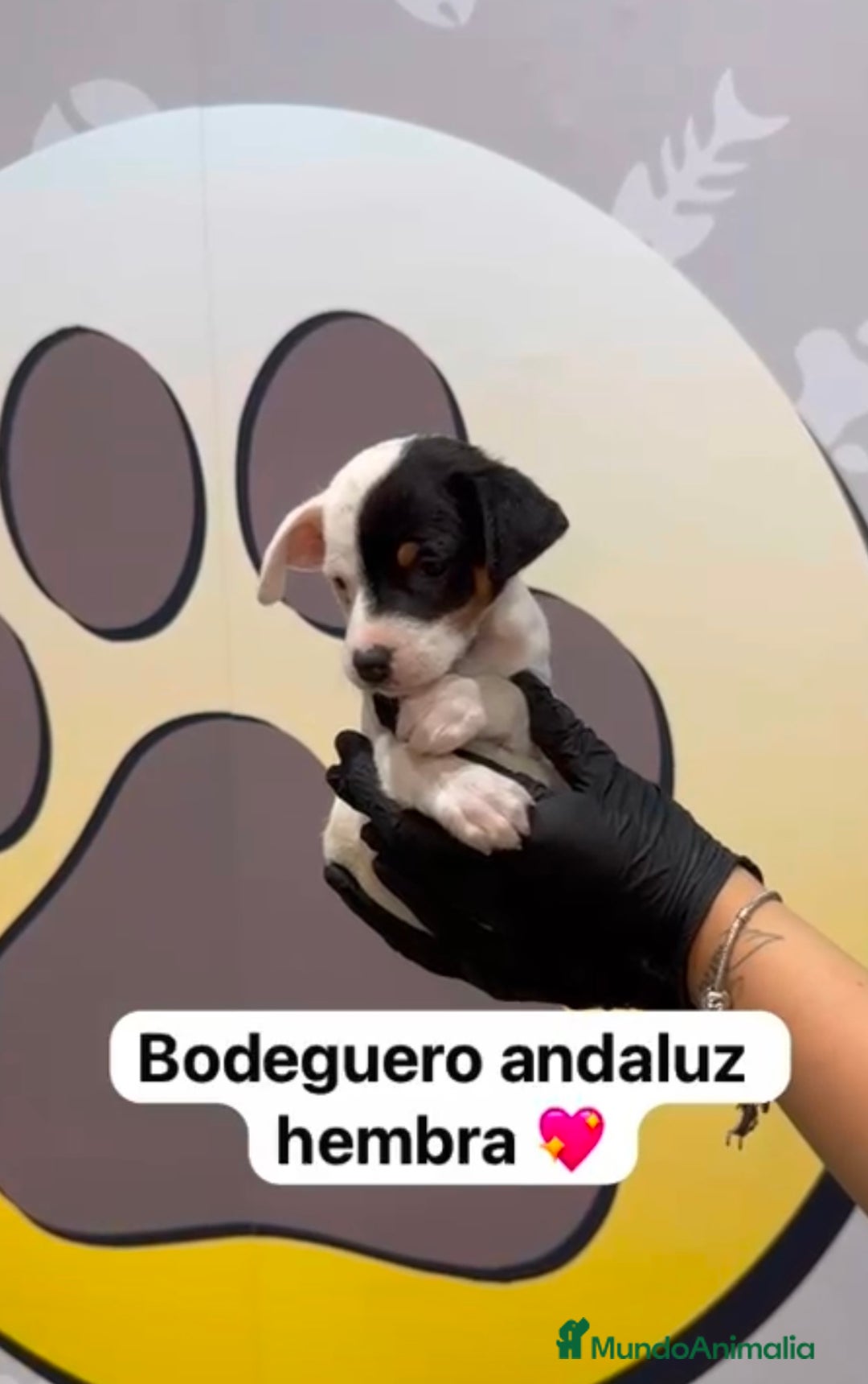 Ratonero Bodeguero Andaluz perros en venta: 🐶Camada de bodeguero andaluz disponible 🐶 - Imagen 3
