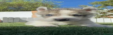 Husky Siberiano 1
