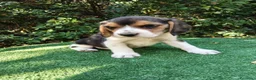 Beagle perros en venta: Cachorros de beagle tricolor  en Madrid - Anuncio 5