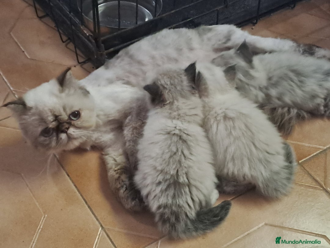 Persa gatos en venta: Persas himalayos - Imagen 3
