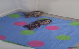 Teckel Miniatura perros en venta: Teckel Arlequin Chocolate Hembra - Imagen 4