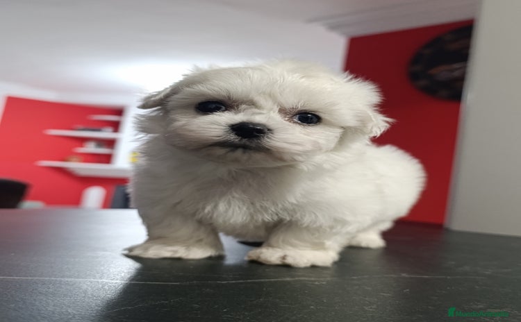 Bichón Maltés perros - Anuncio 1