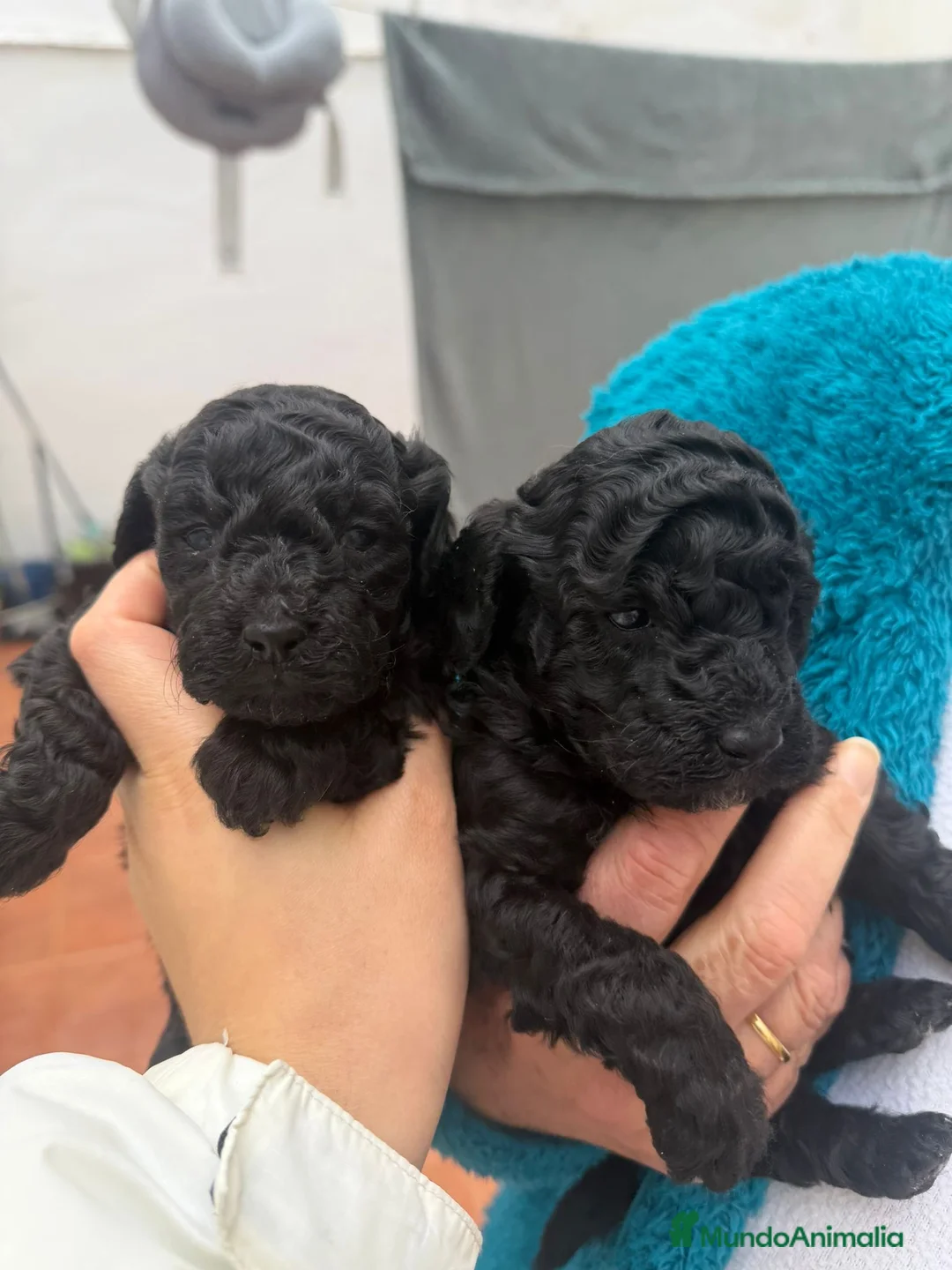 Caniche Toy perros en venta: Caniches toy  - Anuncio 1