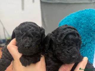 Caniche Toy perros Caniches toy - Anuncio 2