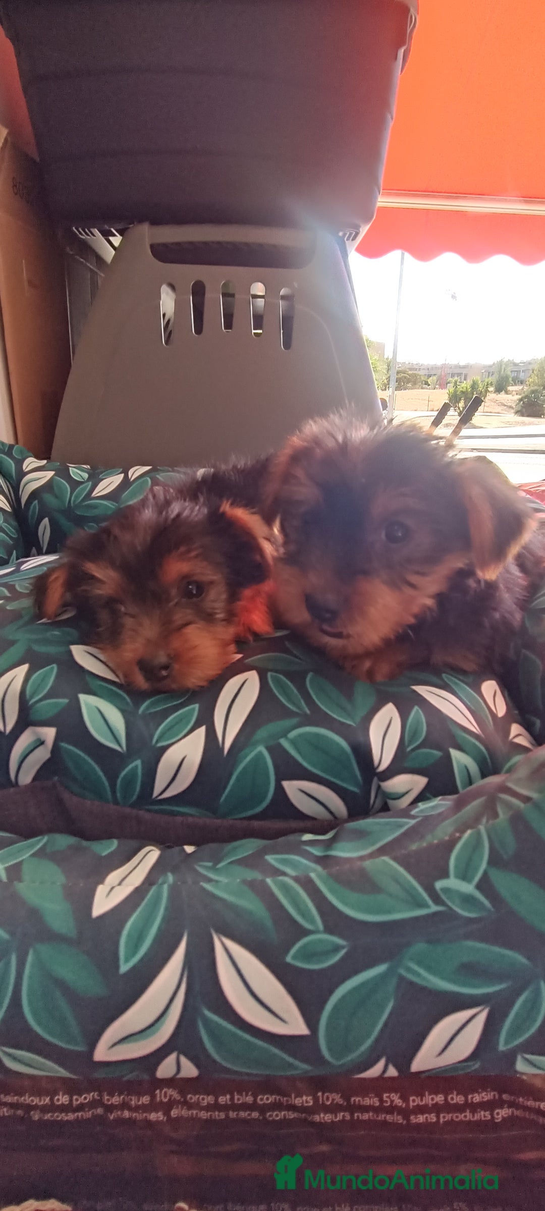 Yorkshire Terrier perros en venta: Cachorros de Yorkshire  - Imagen 2