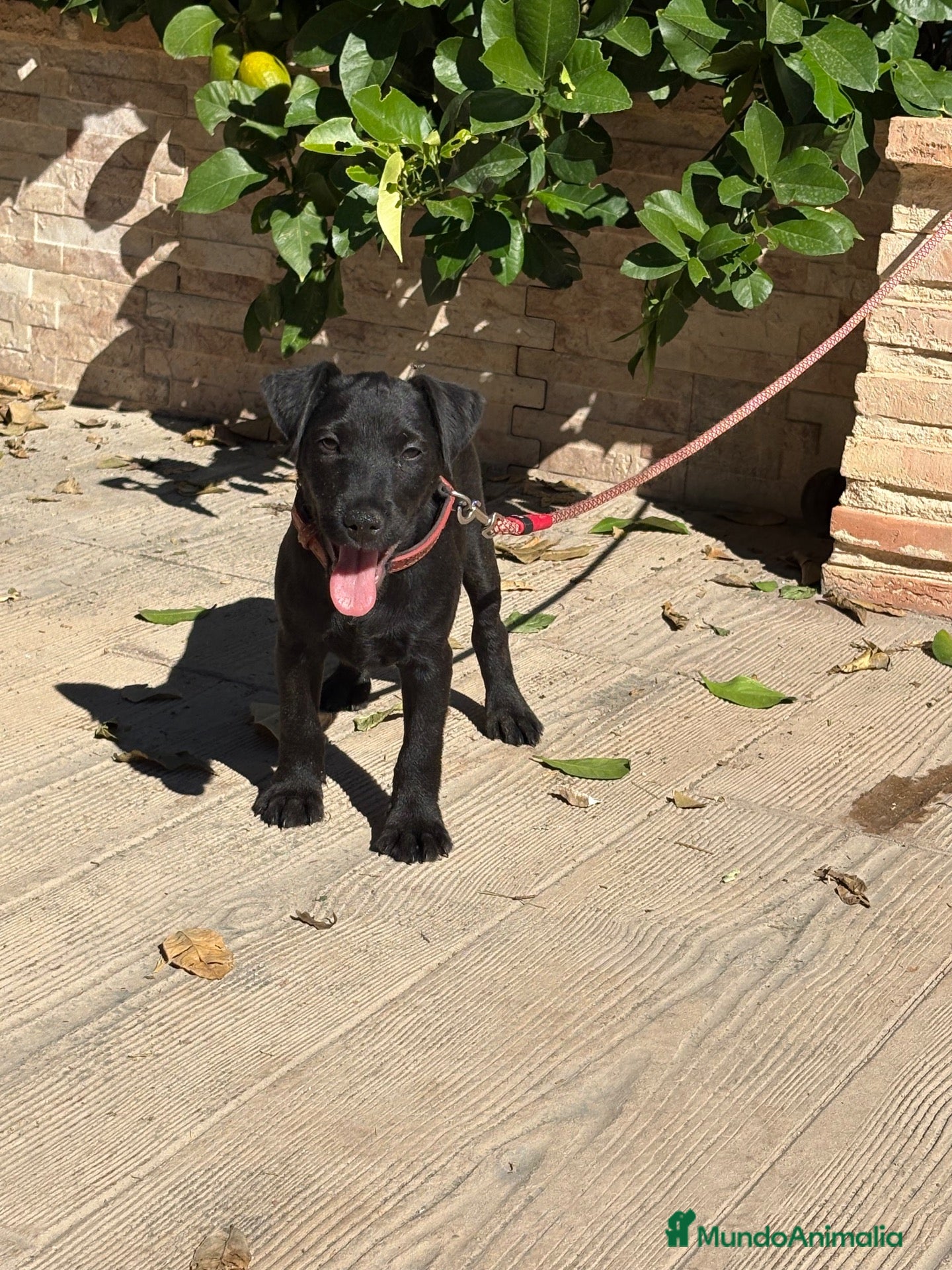 Jack Russell Terrier perros en venta: Cachorro Patterdale terrier  - Anuncio 3