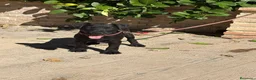 Jack Russell Terrier perros en venta: Cachorro Patterdale terrier  - Anuncio 1