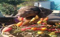 Teckel Miniatura perros en venta: Macho de Teke  - Anuncio 2