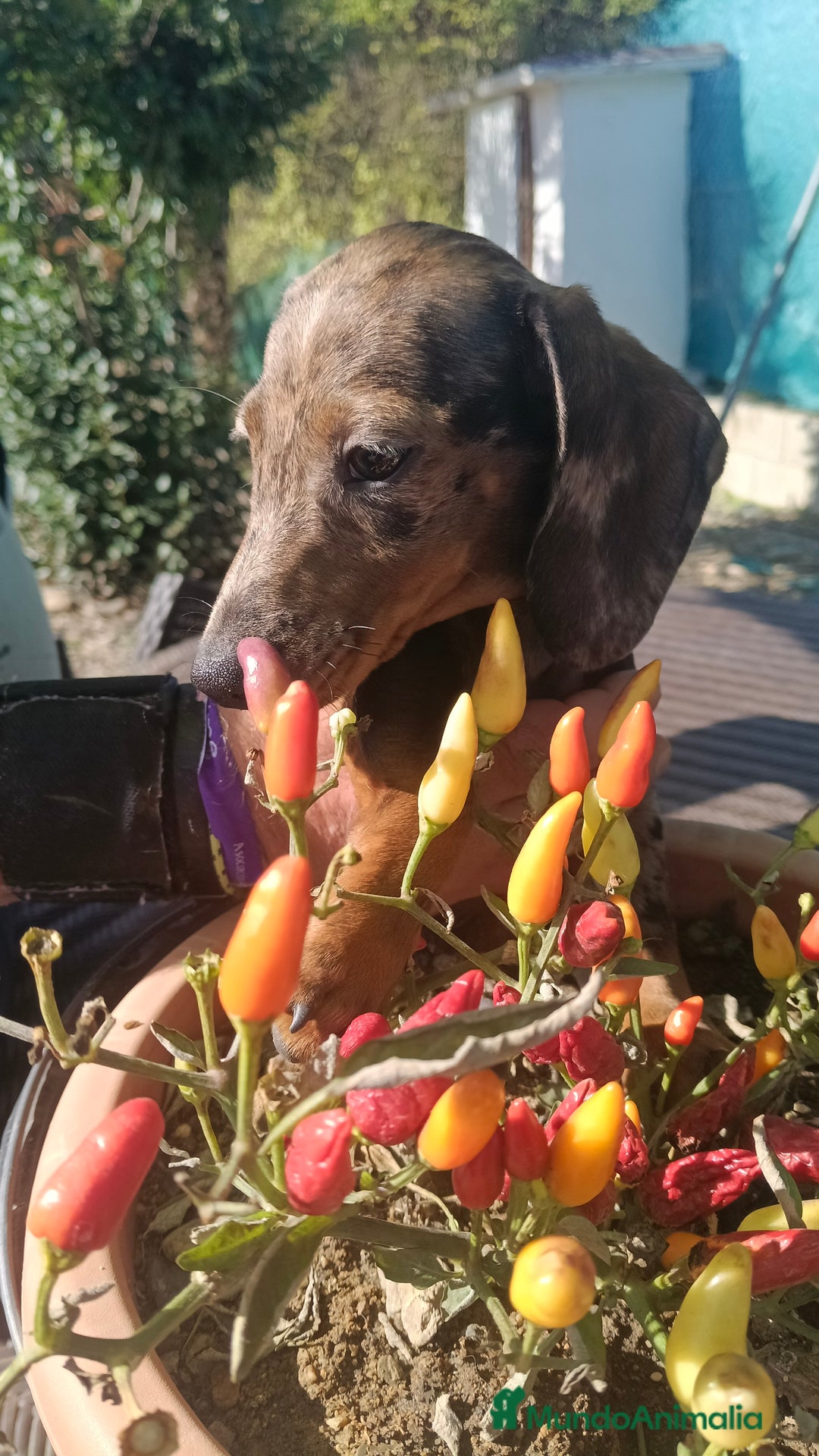 Teckel Miniatura perros en venta: Macho de Teke  - Anuncio 2