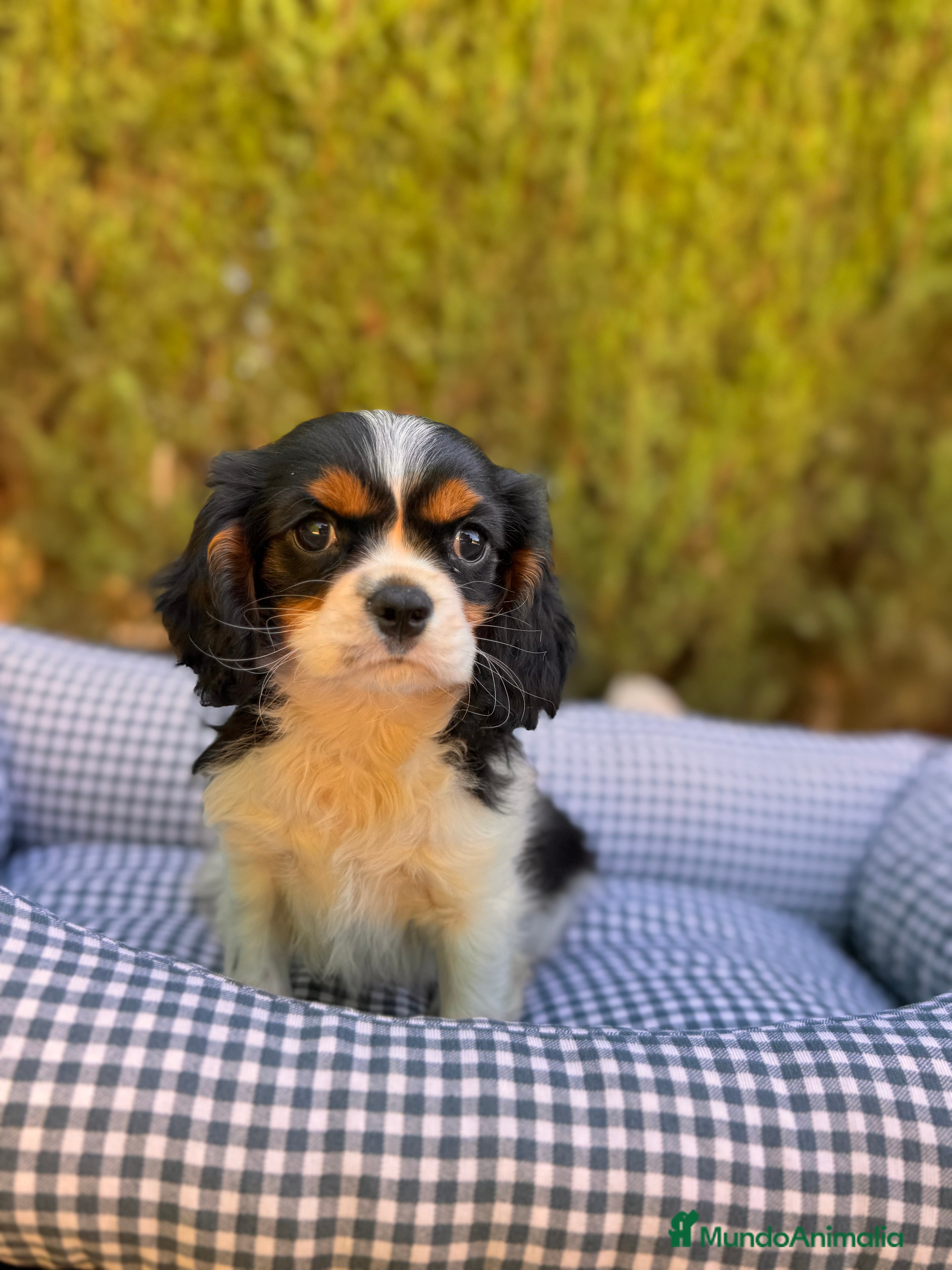 Cavalier King Charles Spaniel perros Cavalier Charles King Tricolor  - Anuncio 1