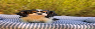 Cavalier King Charles Spaniel