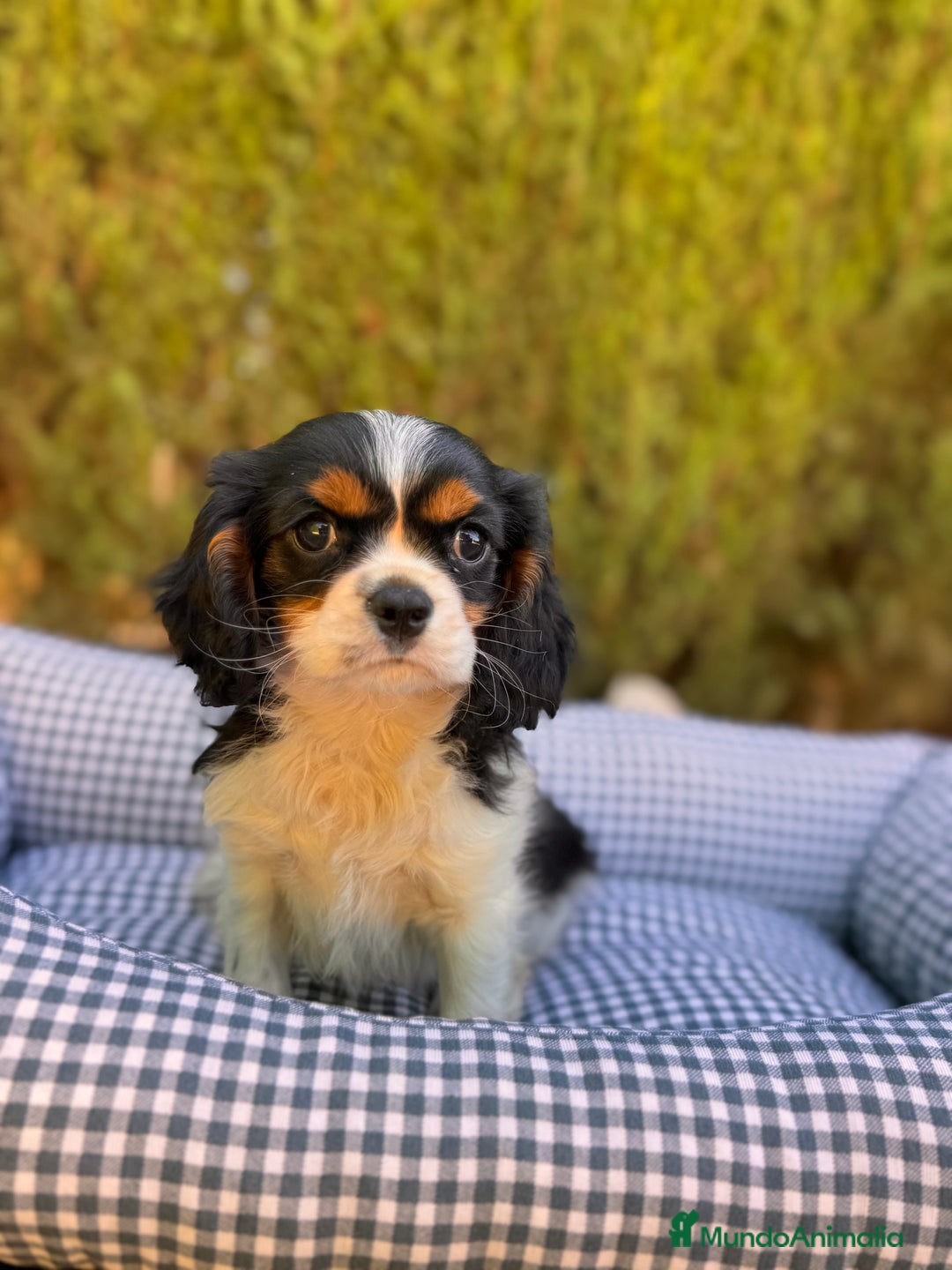 Cavalier King Charles Spaniel perros en venta: Cavalier Charles King Tricolor  - Anuncio 1