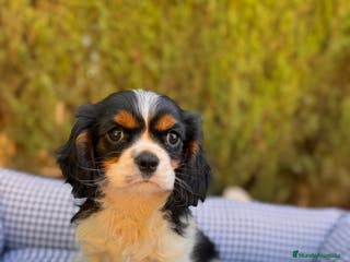 Cavalier King Charles Spaniel perros Cavalier Charles King Tricolor - Anuncio 1