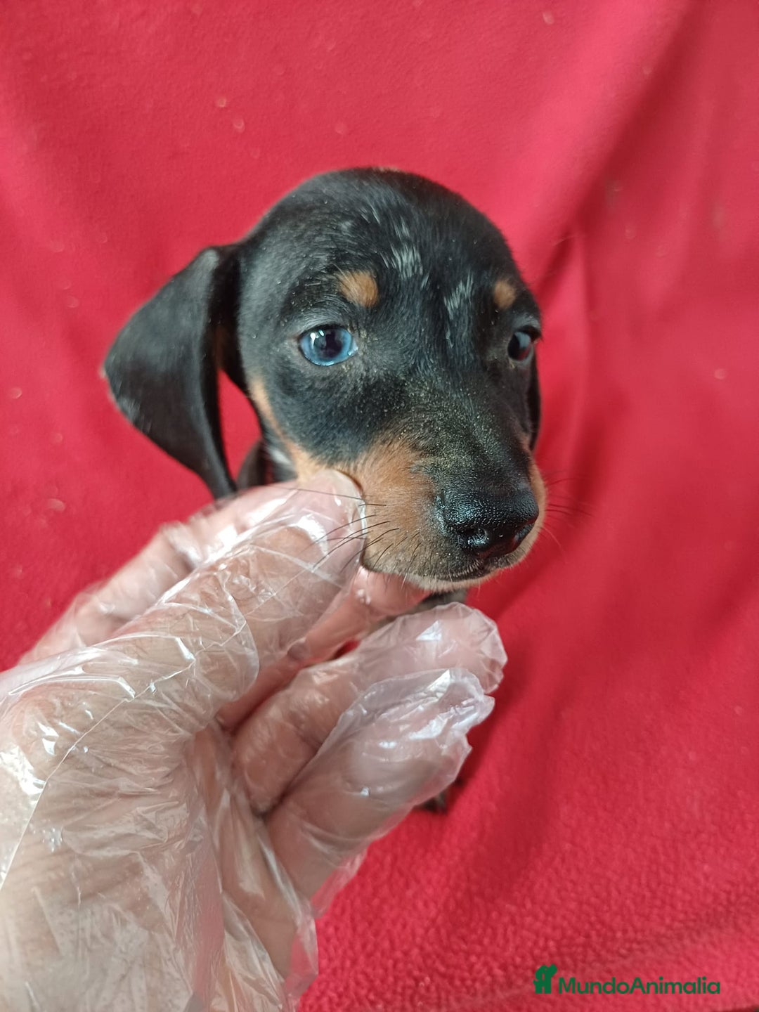 Teckel perros en venta: Teckel  - Anuncio 1