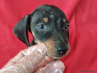 Teckel perros Teckel - Anuncio 1