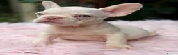Bulldog Francés perros en venta: Bulldog francés ojos azules  - Anuncio 3