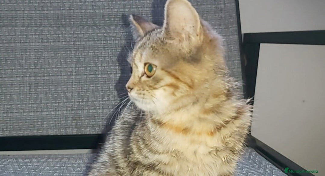 Británico de Pelo Corto gatos en venta: Gatita british shorthair (britanica pelo corto) - Imagen 3