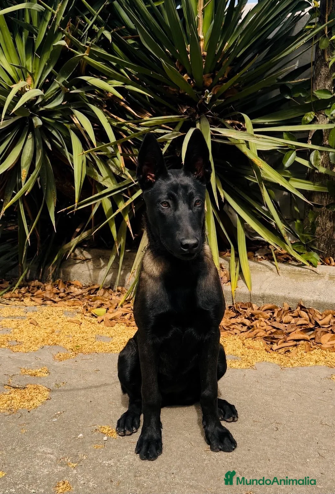 Pastor Belga Malinois perros en venta: Camada de pastor Belga Malinois  - Anuncio 2