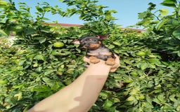 Pinscher Miniatura perros en venta: Mini Pincher toy - Imagen 4