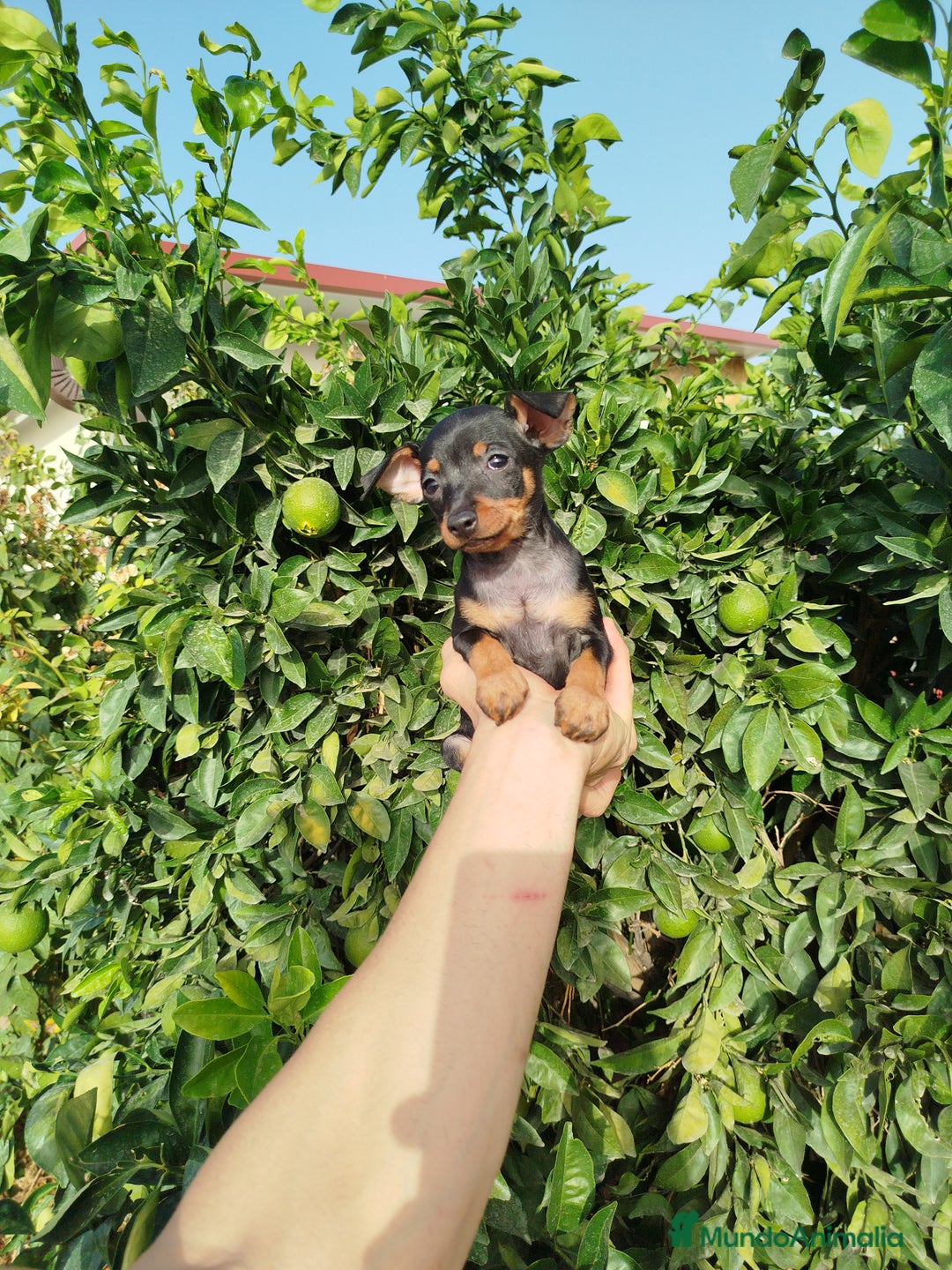 Pinscher Miniatura perros en venta: Mini Pincher toy - Imagen 4