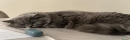Británico de Pelo Corto gatos en venta: British short hair blue y lilac - Anuncio 7