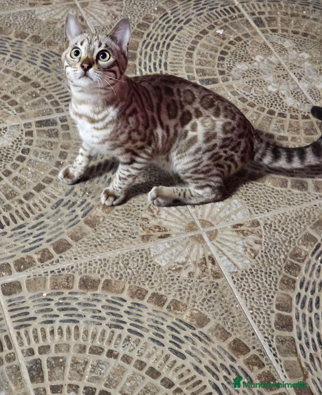 Bengalí gatos en venta: Macho Bengalí Silver  - Anuncio 7