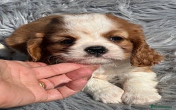 Cavalier King Charles Spaniel perros en venta: Cavalier blenheim - Imagen 4