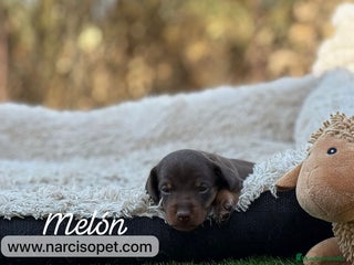 Teckel Miniatura perros - Anuncio 15