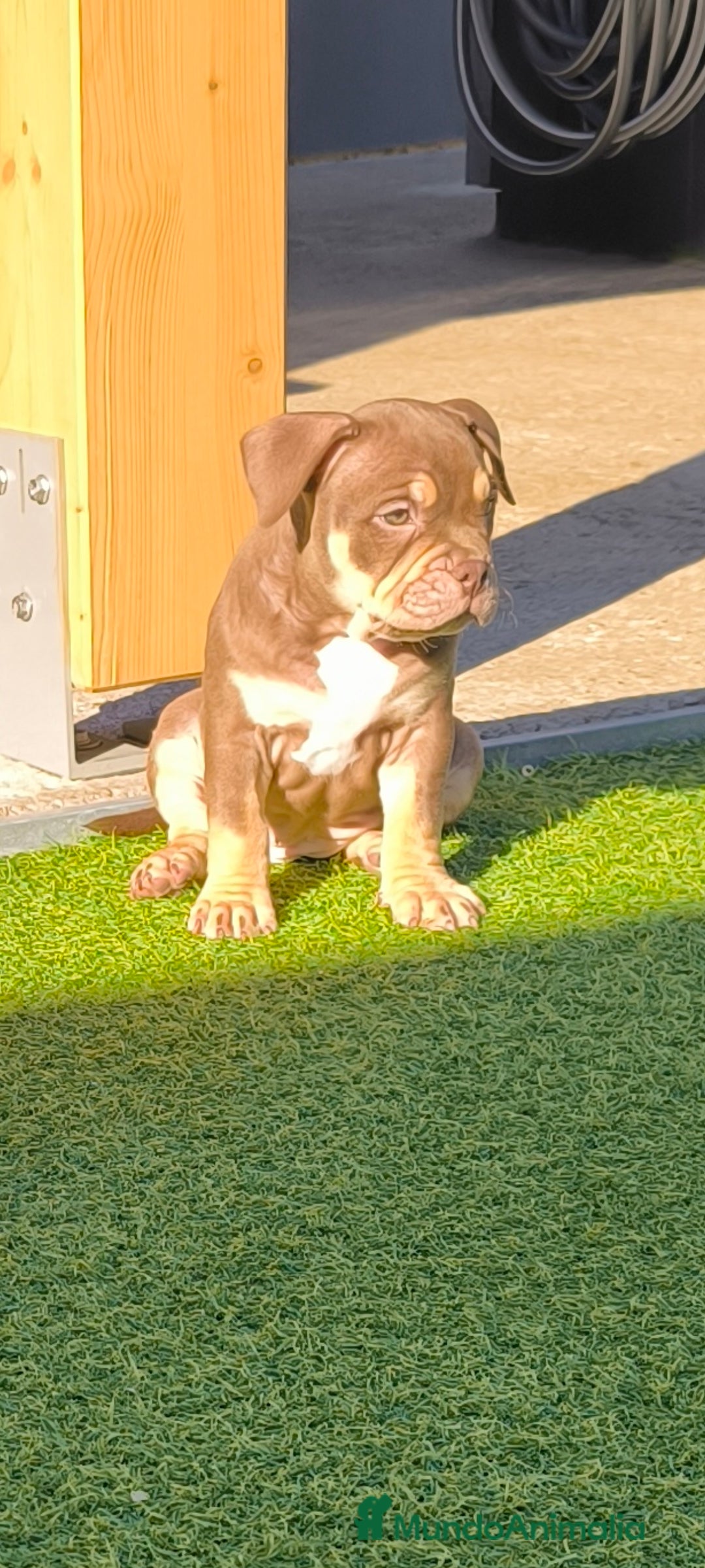 American Bully perros en venta: American bully pocket - Anuncio 5