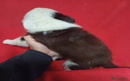 Border Collie perros en venta: Border Collie Chocolate  - Imagen 2