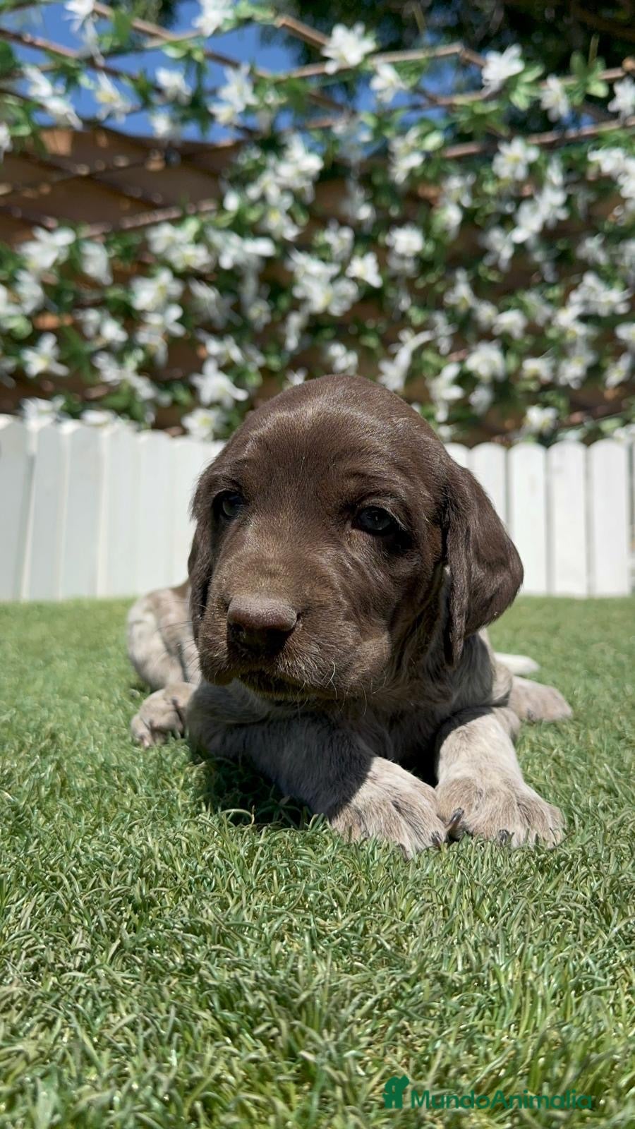 Braco Alemán de Pelo Corto perros en venta: BRACO ALEMAN - Anuncio 4