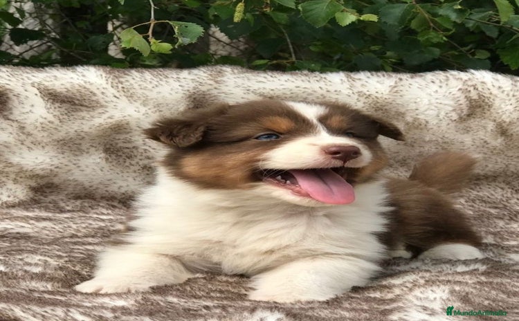 Border Collie perros BODER COLLIE - Anuncio 8