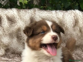 Border Collie perros BODER COLLIE - Anuncio 3