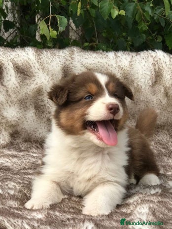 Border Collie perros BODER COLLIE - Anuncio 1