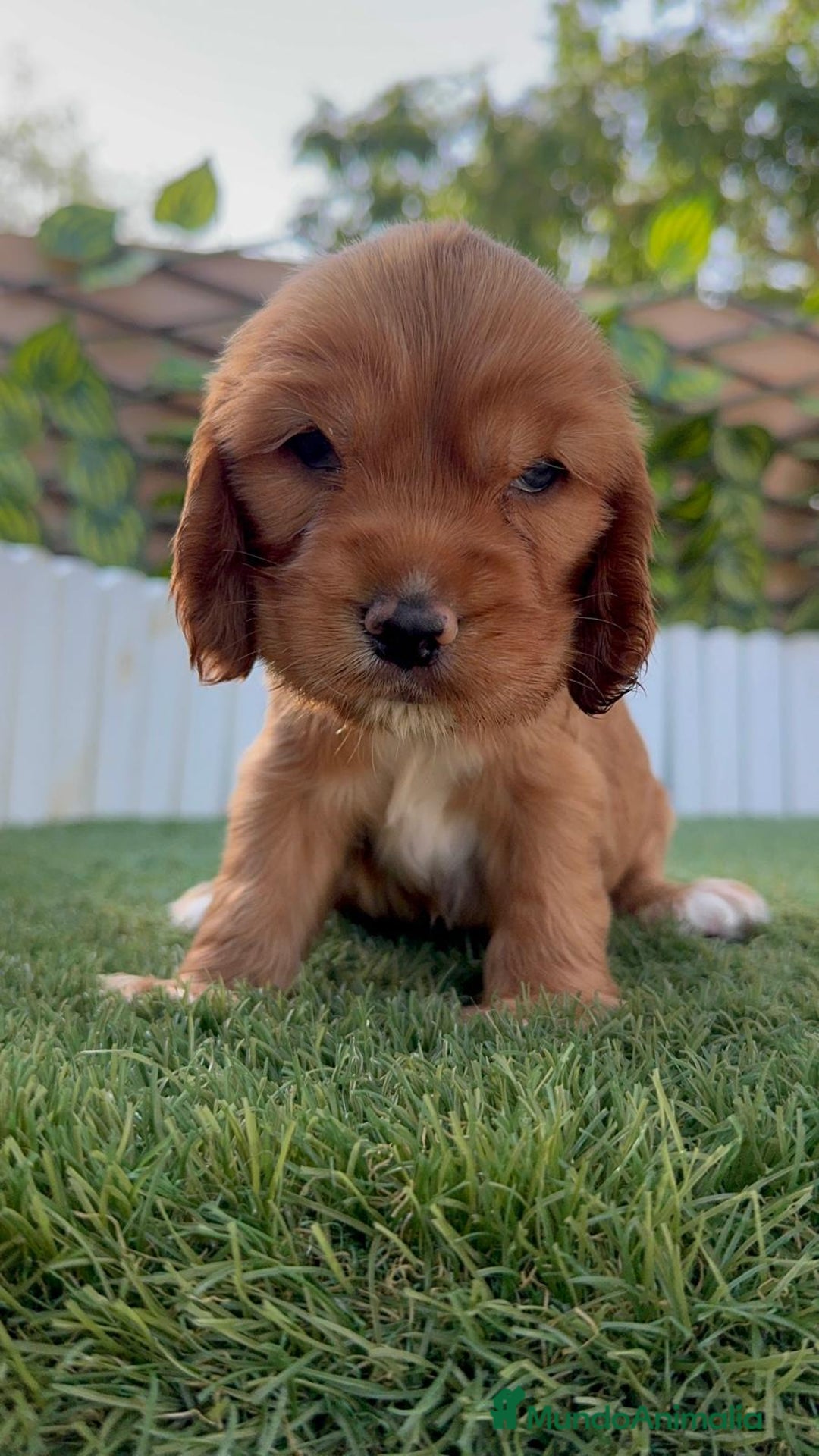 Cocker Spaniel Inglés perros en venta: COCKER SPANIEL INGLES - Imagen 11