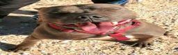 Staffordshire Bull Terrier perros en adopcion: MANÉ ❤️ en Adopción  - Anuncio 4