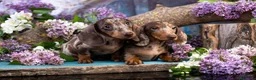 Teckel Miniatura perros en venta: TECKEL ALMERIA - LISTOS PARA ENTREGA  - Anuncio 6