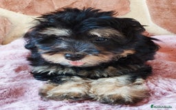 Maltipoo perros en venta: MALTIPOO  - Imagen 3